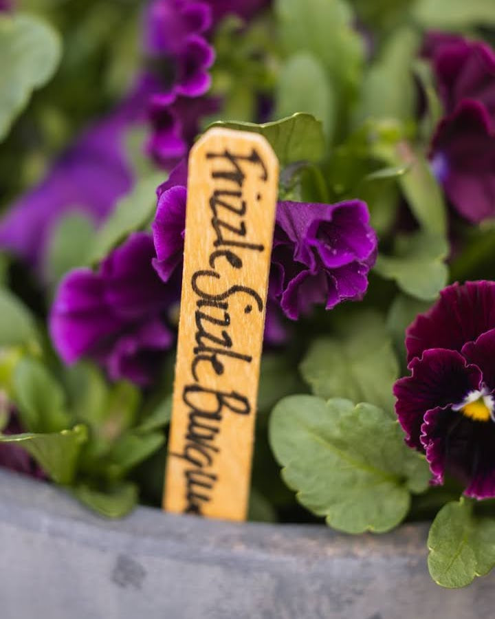 Burgunderfargede fioler Frizzle Sizzle - insektsvennlig ettårig blomst