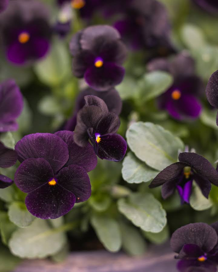 Fiol Black Prince i full blomstring med rike, mørke fiolette blomster