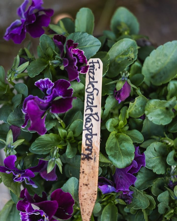 Viola wittrockiana Frizzle Sizzle Raspberry - spiselig fiol med frisk rosa farge