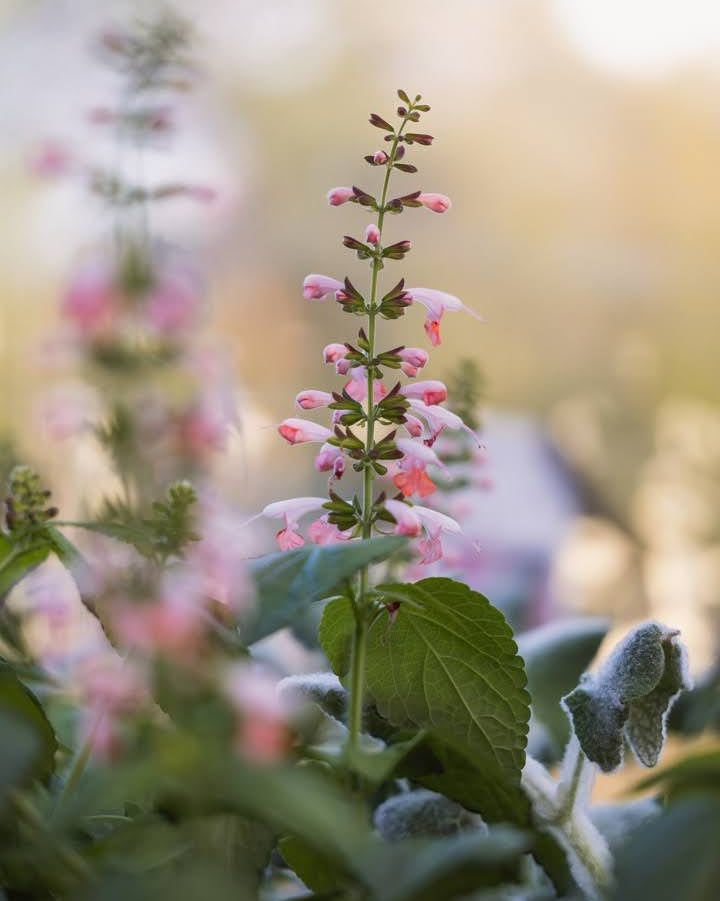 Rødsalvie Summer Jewel Pink med laksrosa blomster i hagen