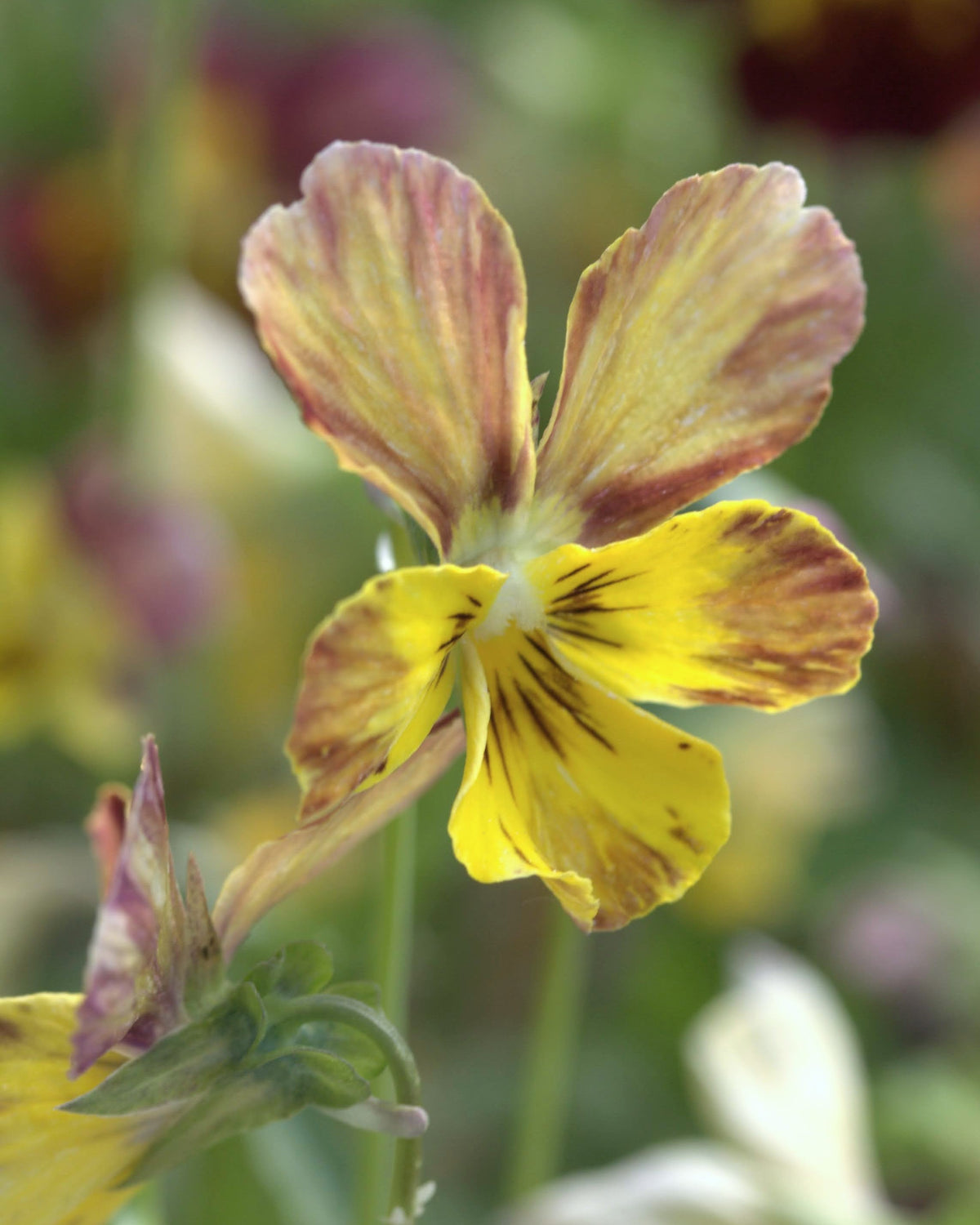 Fiol Brush Strokes i hagen - insektsvennlig ettårig med varierte farger