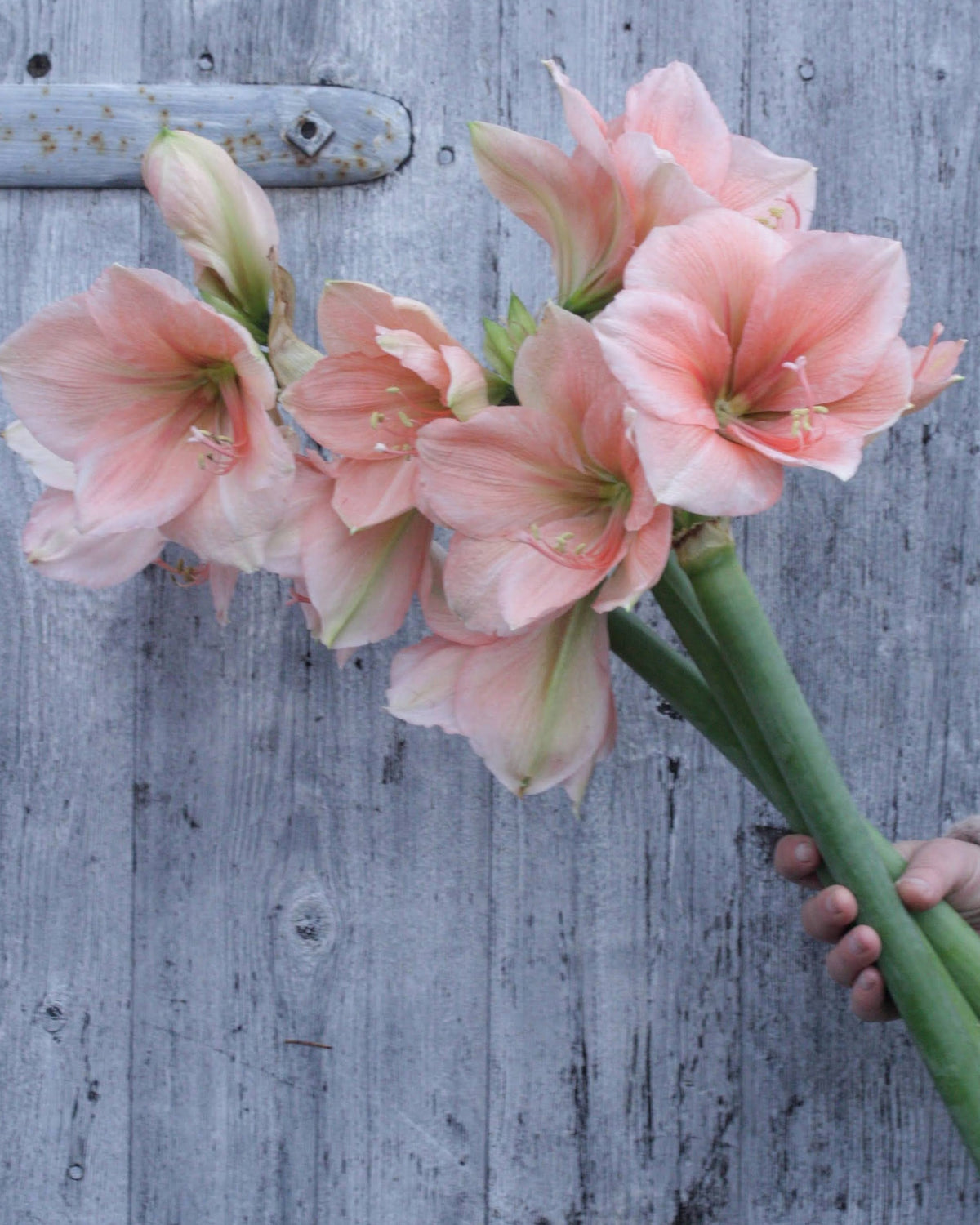 Amaryllis Rilona med store, enkle blomster i en varm ferskenrosa farge.