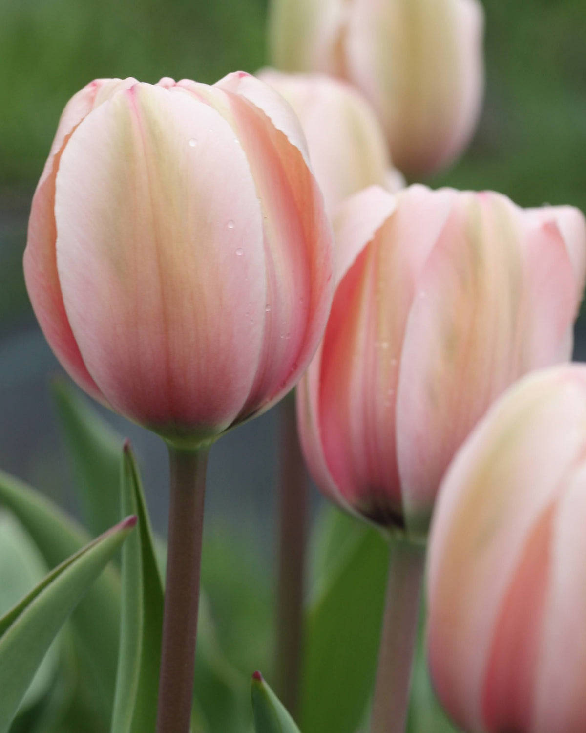 Tulipan Salmon Impression – kraftig stengel med stor blomst, høyde ca. 40–60 cm