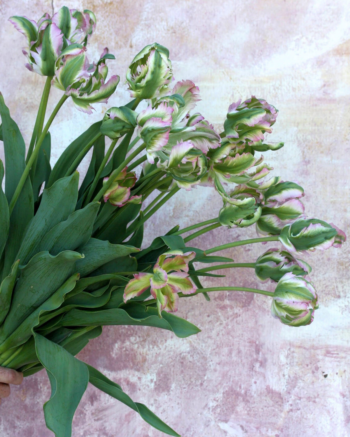 Tulipan Green Wave – fullt åpen papegøyeblomst med håndmalte tegninger i hvitt, rosa og grønt