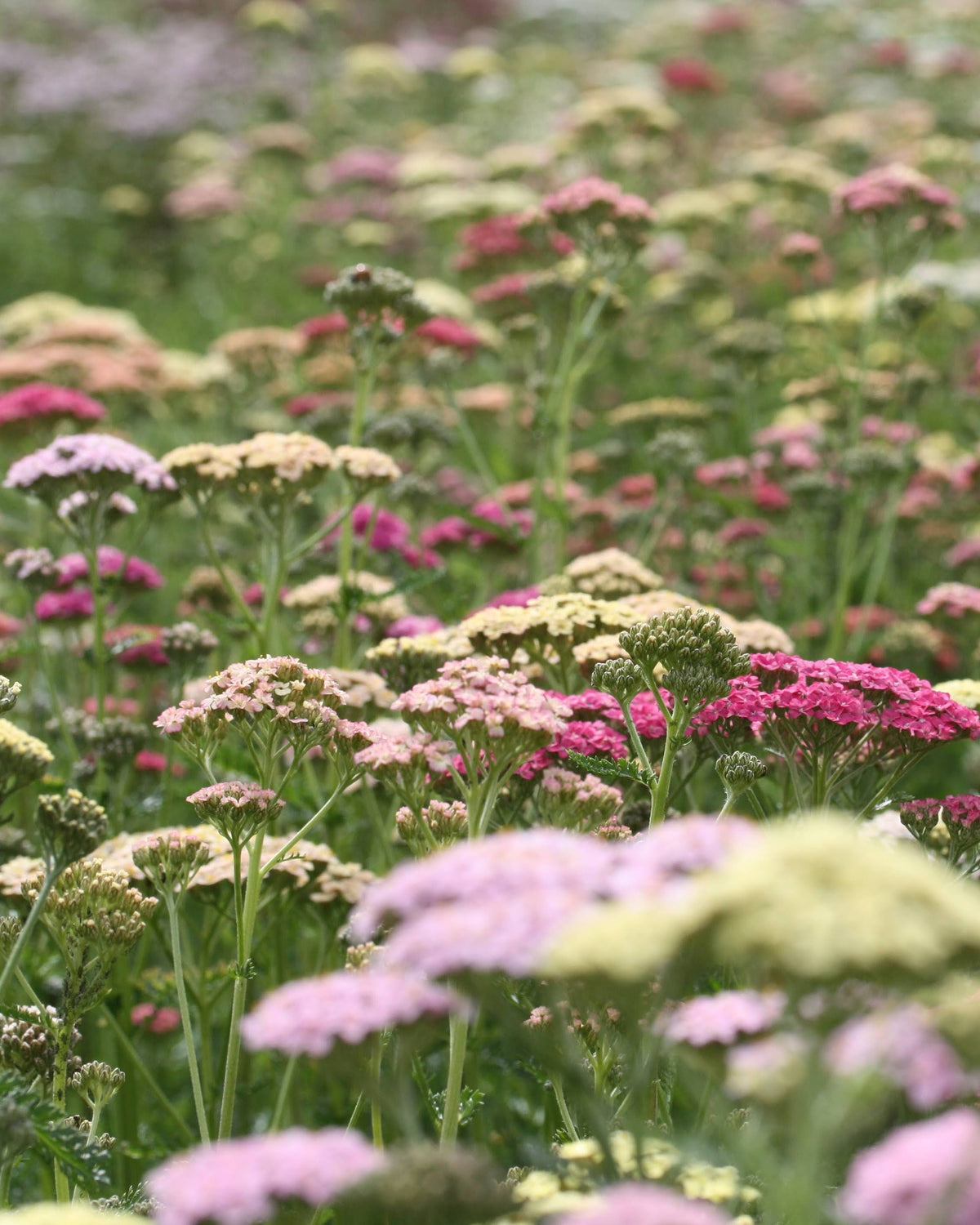 Bakkeryllik Summer Pastels - vakre skjermblomster