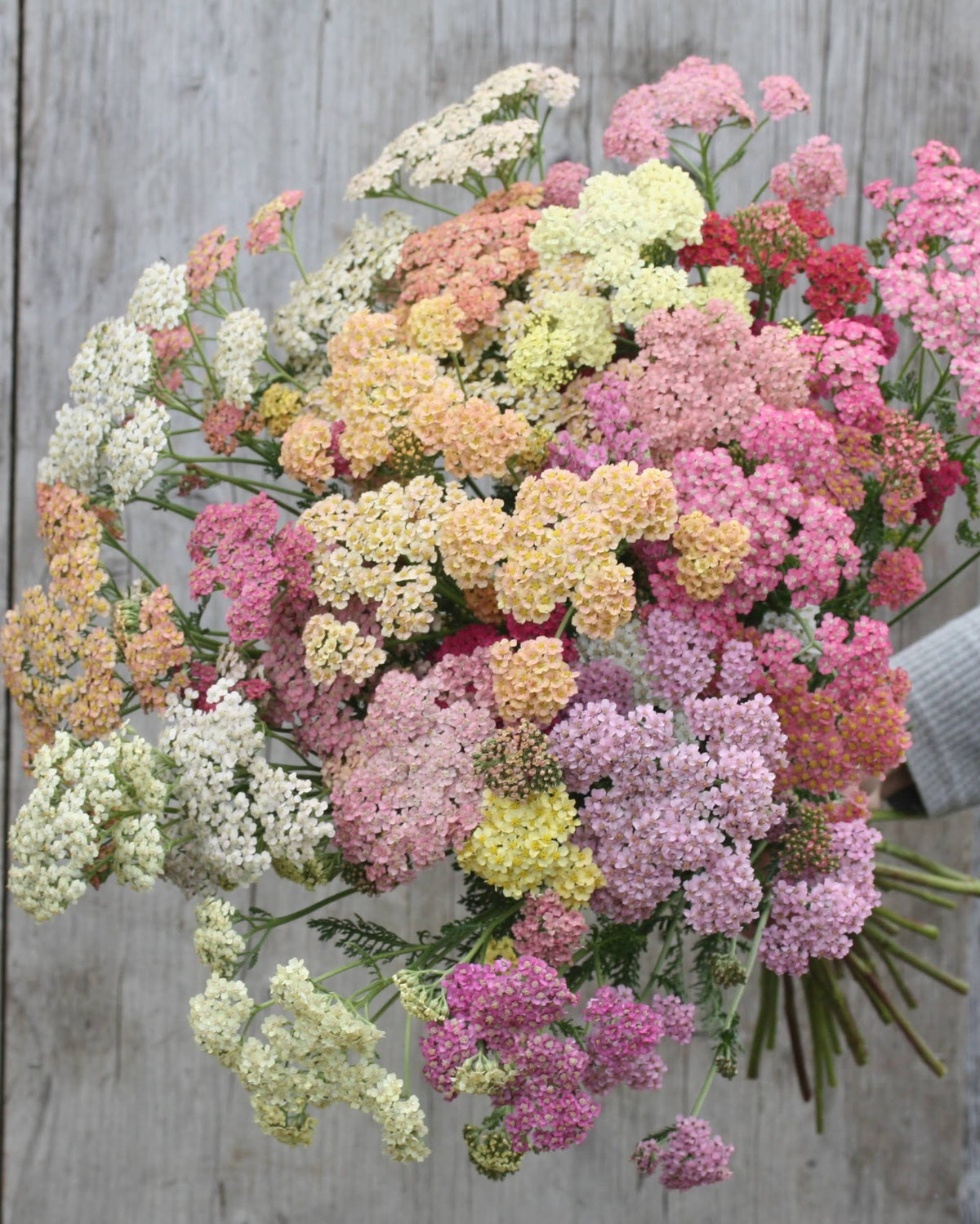 Bakkeryllik Summer Pastels - pastellfarger i rosa og fersken