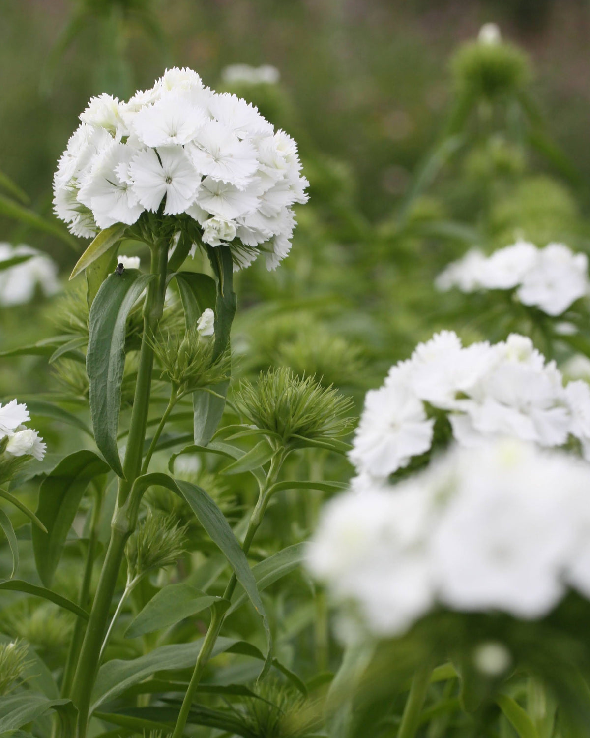 Busknellik ‘Hollandia White’ med rent hvite blomster tett samlet i avrundede blomsterhoder.