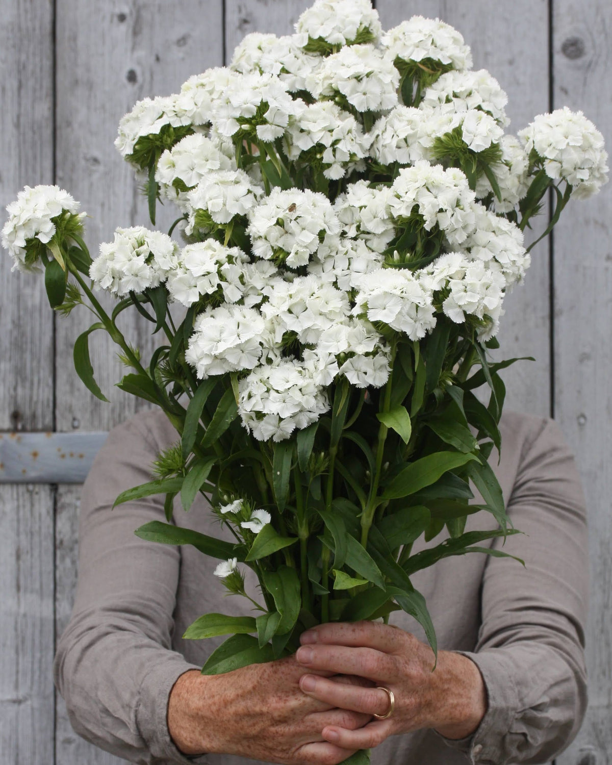 Hvite blomsterhoder av busknellik ‘Hollandia White’ på kraftige, stødige stilker.