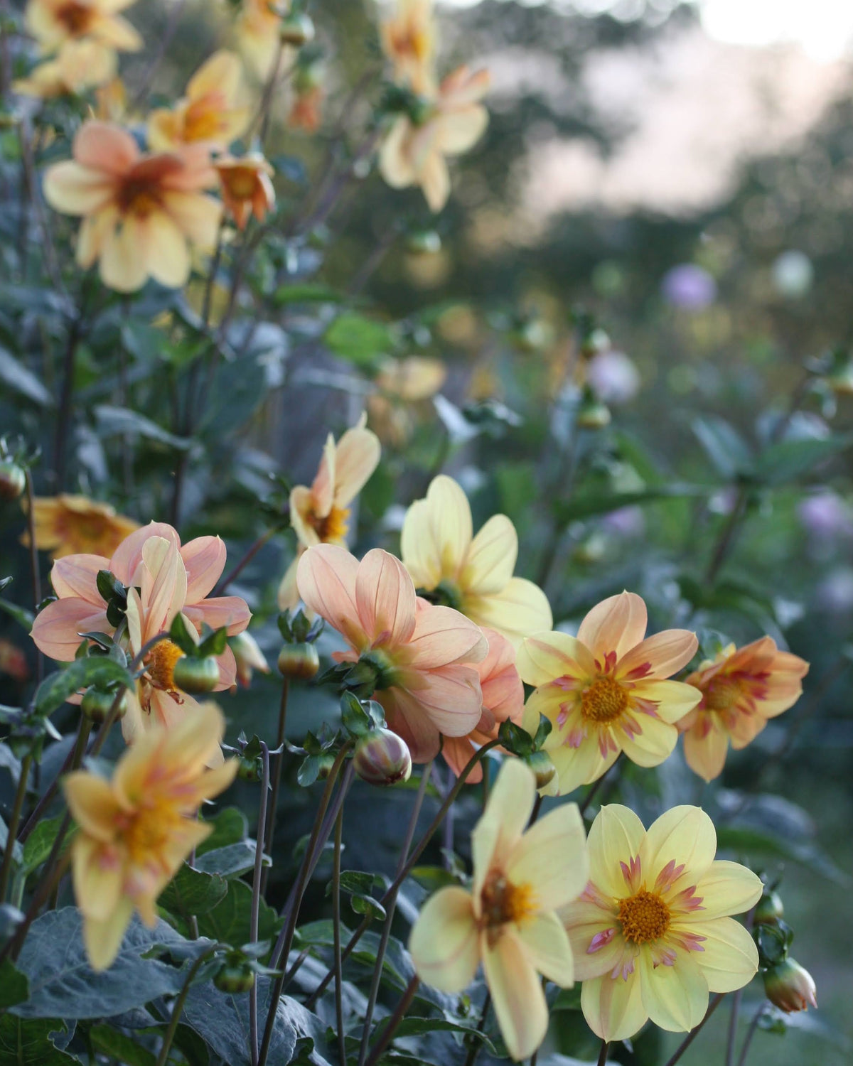 Georgine Kelsey Annie Joy i full blomst med gylne collarette-kronblad