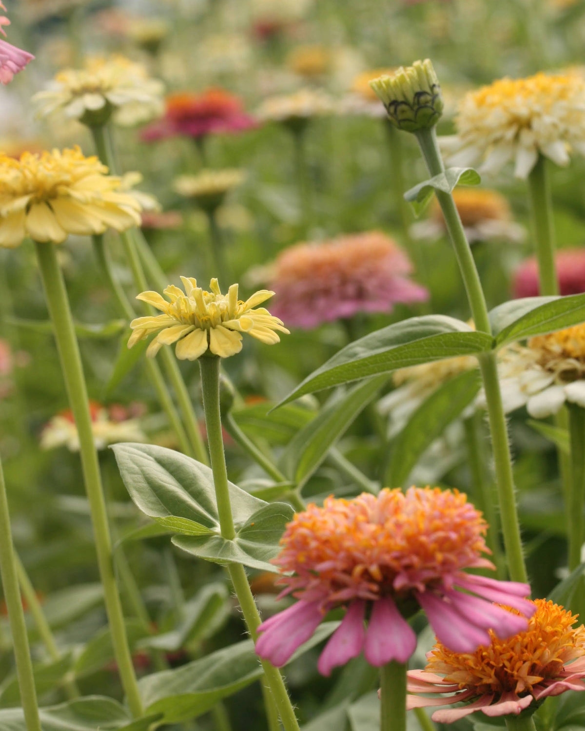 Zinnia Peaches & Cream med fylte blomster i lysegult og fersken