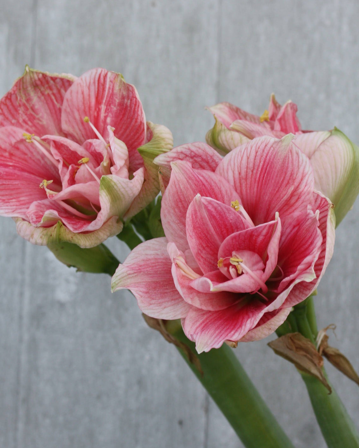 Amaryllis Sweet Nymph med store, runde og tett fylte blomster i milde rosatoner.