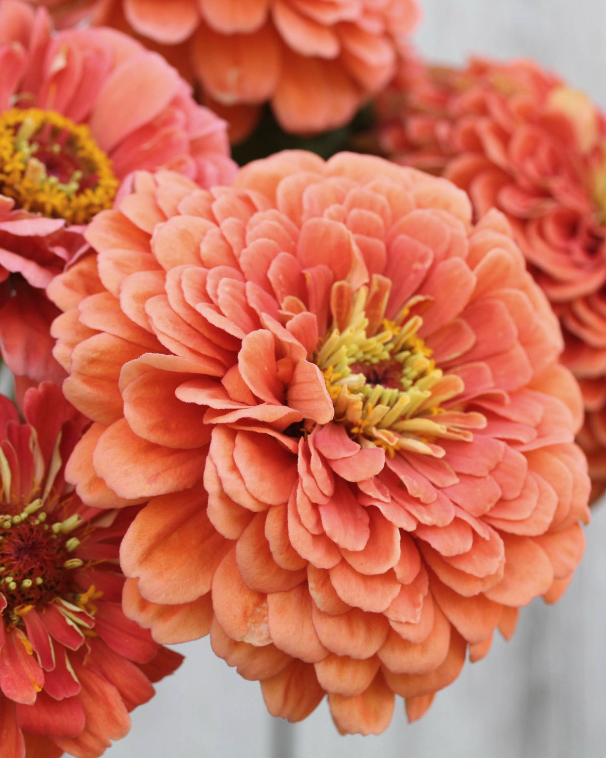 Nærbilde av Zinnia Benary's Giant Salmon Rose - storblomstret zinnia klassiker
