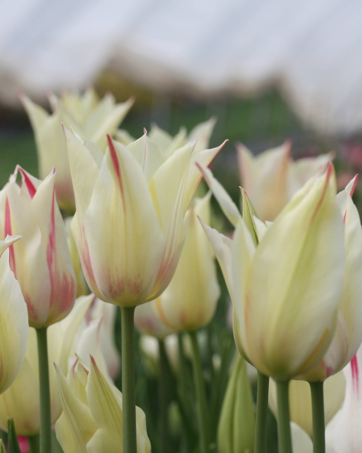 Tulipan Marilyn – fullt åpen liljetulipan med grasiøst utbøyde kronblad i hvitt med rosa