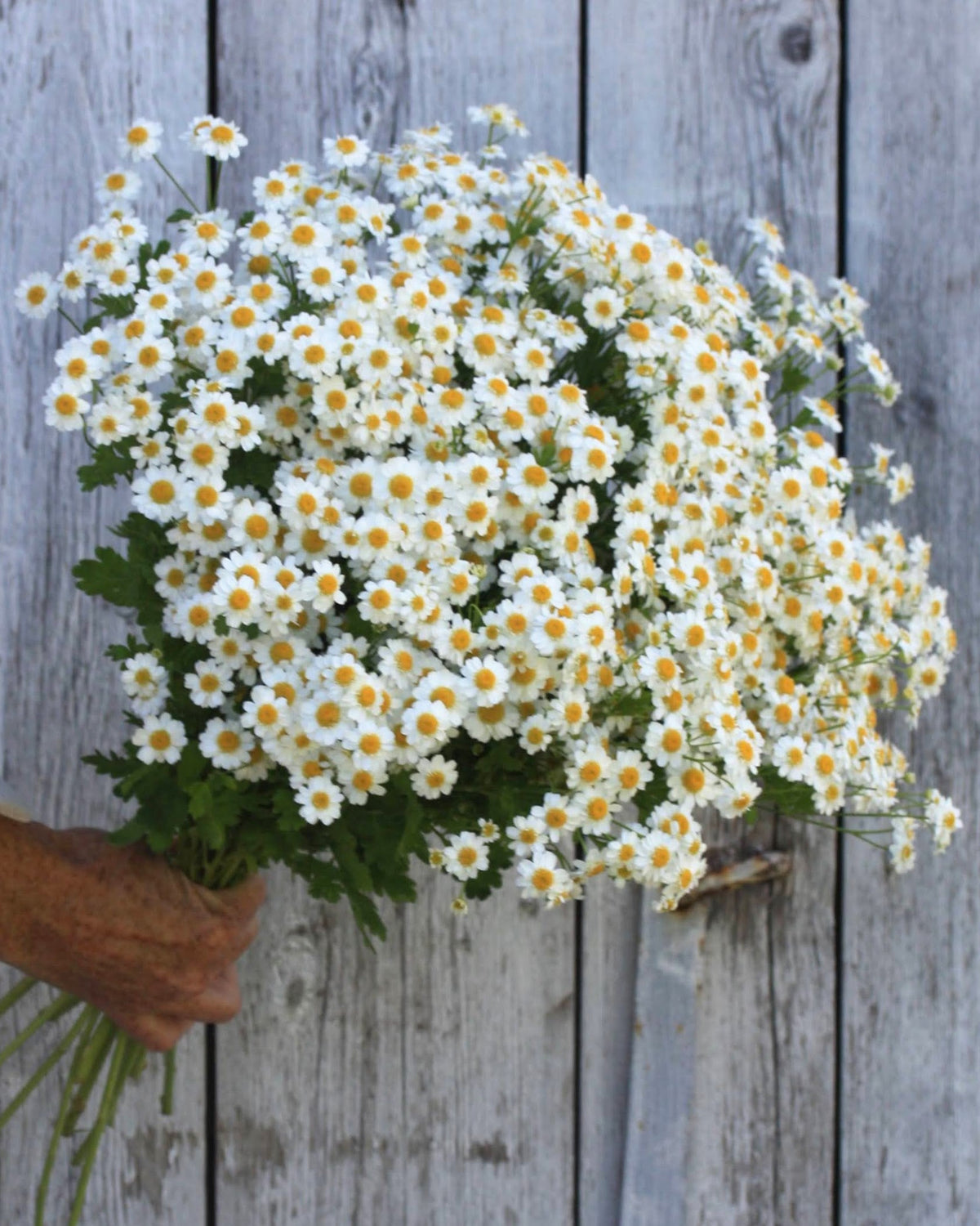 Blomstrende matrem ‘Vegmo Single’ med mengder av hvite blomster og et lett, naturlig uttrykk.
