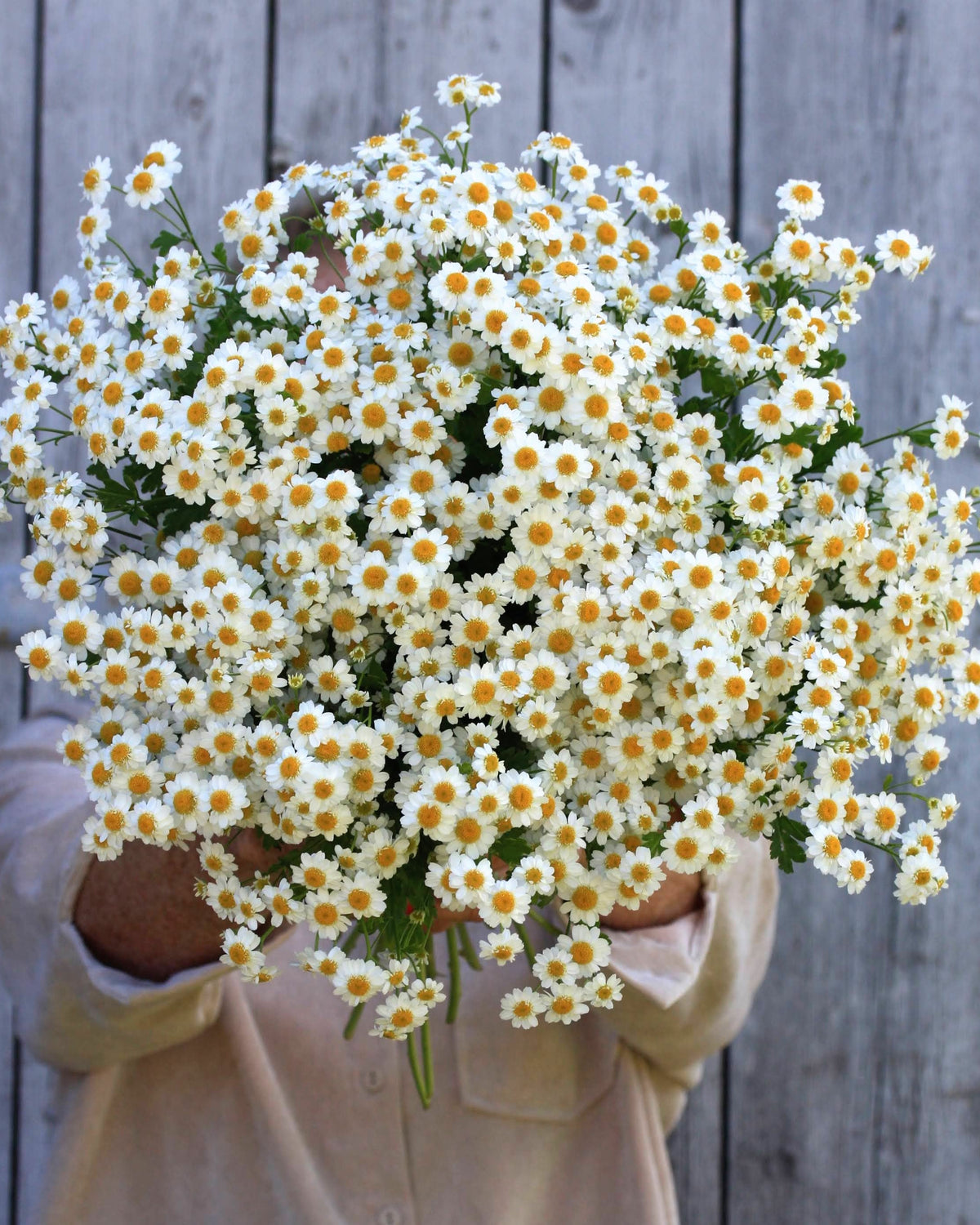 Matrem ‘Vegmo Single’ med små, hvite prestekragelignende blomster og gule midter.