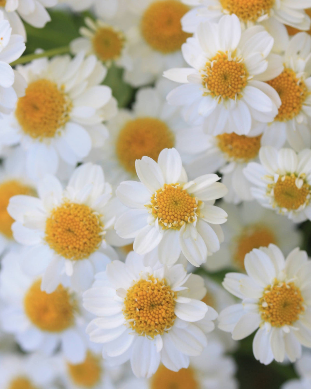 Matrem ‘Vegmo Single’ med små, hvite blomster i forgrenede klaser på lange stilker.