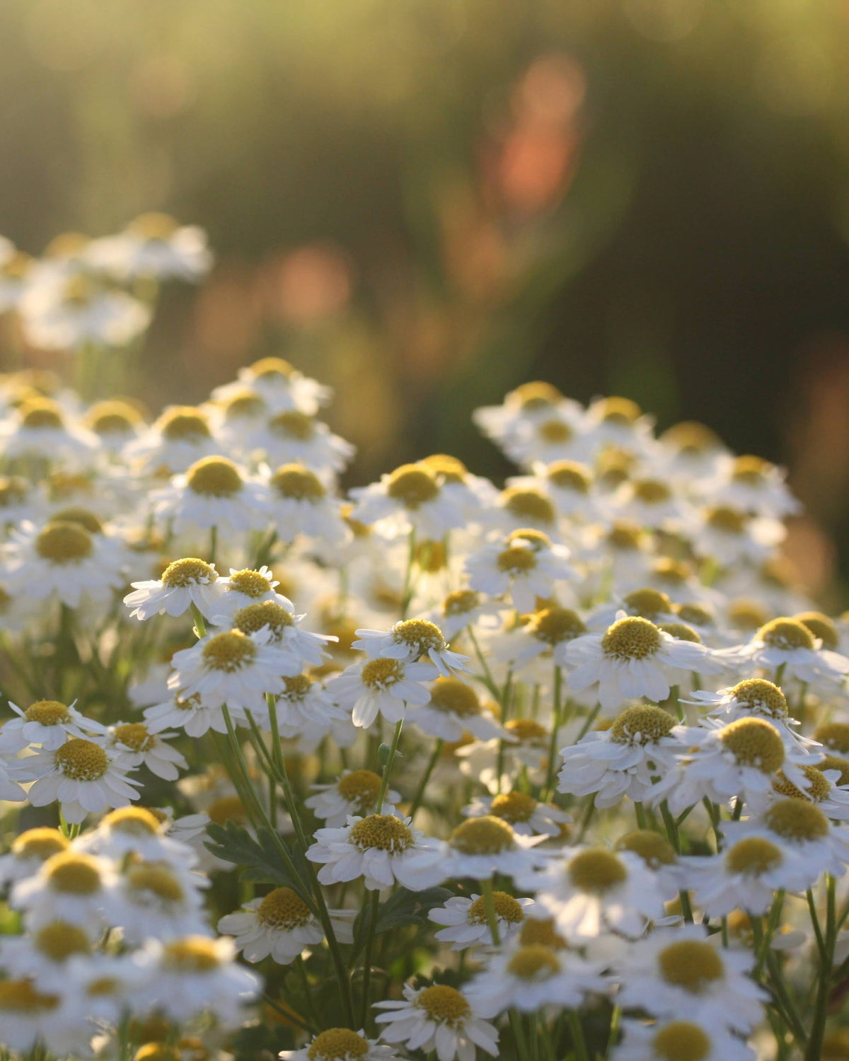Nærbilde av matrem ‘Vegmo Single’ med hvite kronblader rundt en gul blomstermidt.