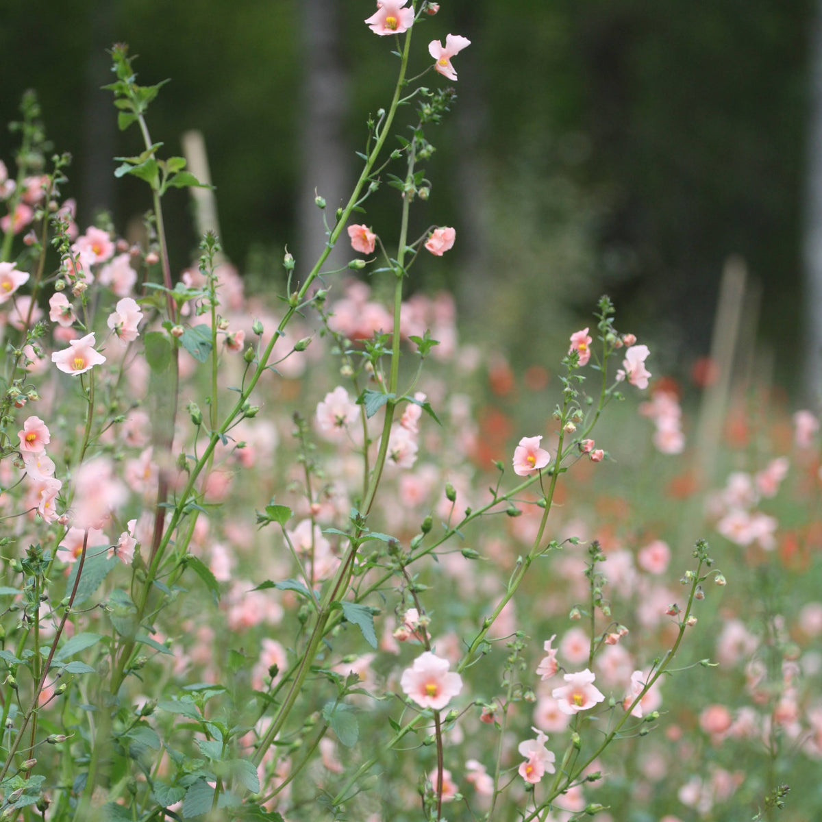 Nærbilde av Alonsoa Shell Pink delikate rosa blomster
