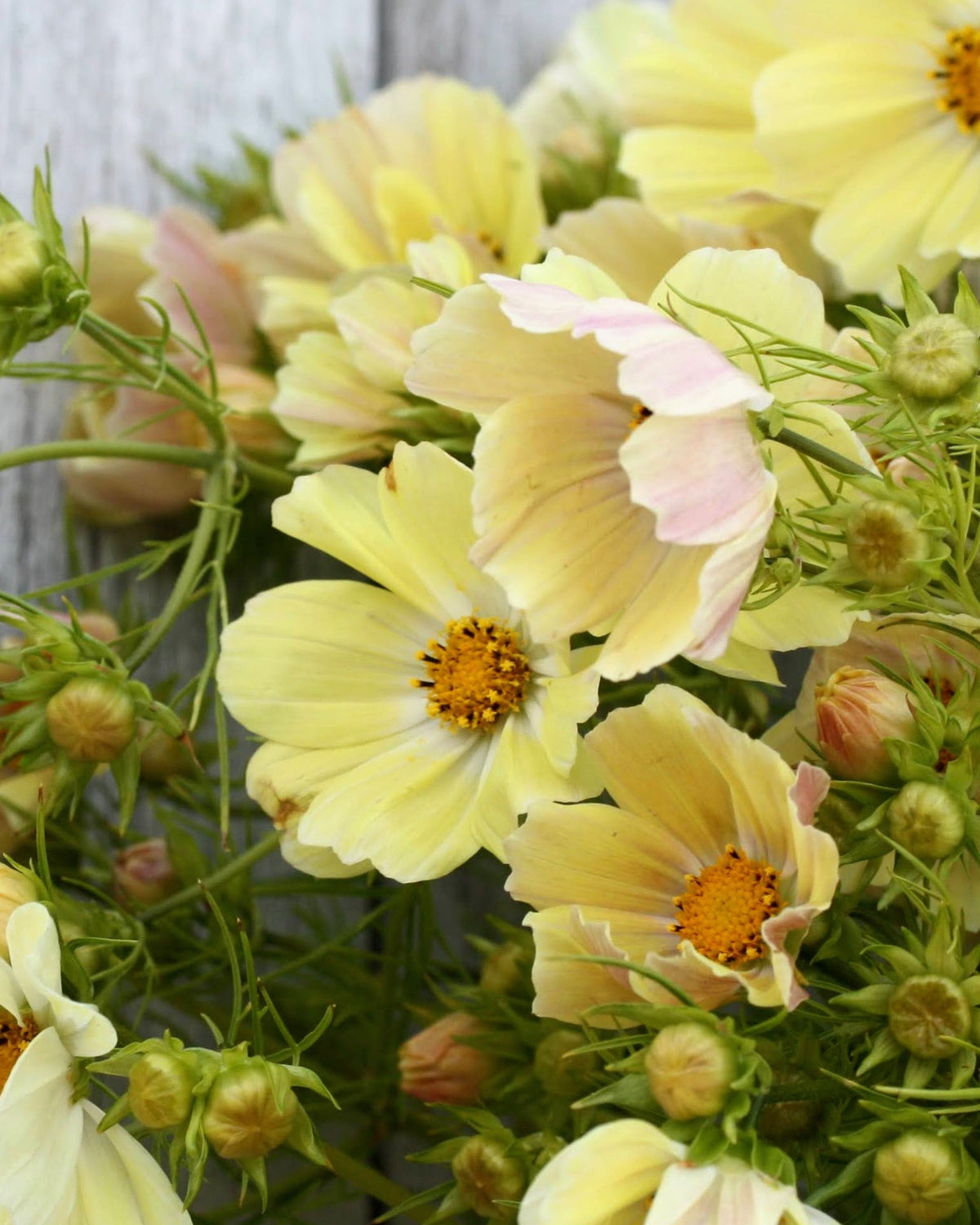 Cosmos Kiiro ettårig blomst med gule blomster i hagen