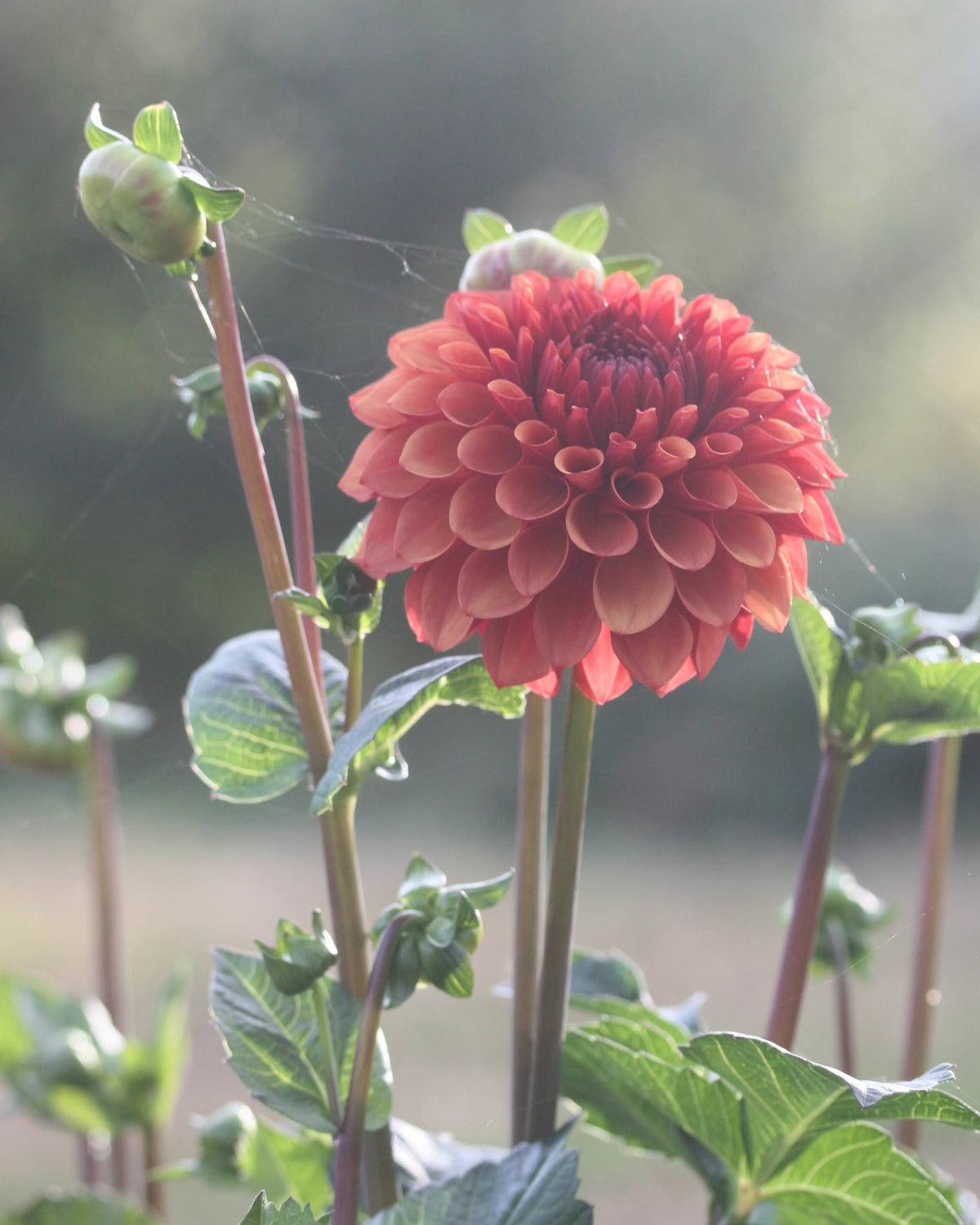 Brown Sugar georgine i hagen - plante med flere blomster