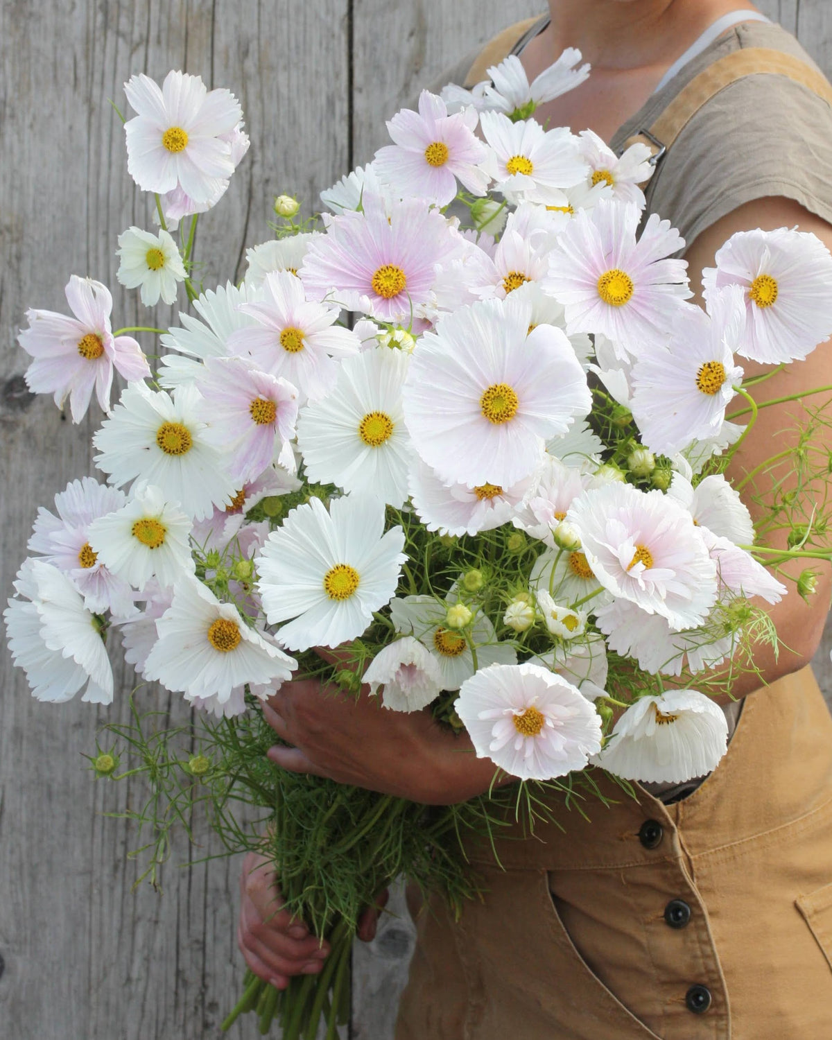 Cosmos Cupcakes Blush doble rosa blomster med cupcake-form