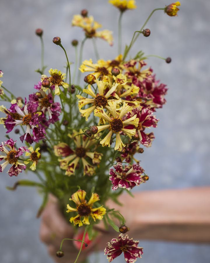 Kransvakkerøye Incredible Seashells Mix i blomsterbed med myke pastellfarger