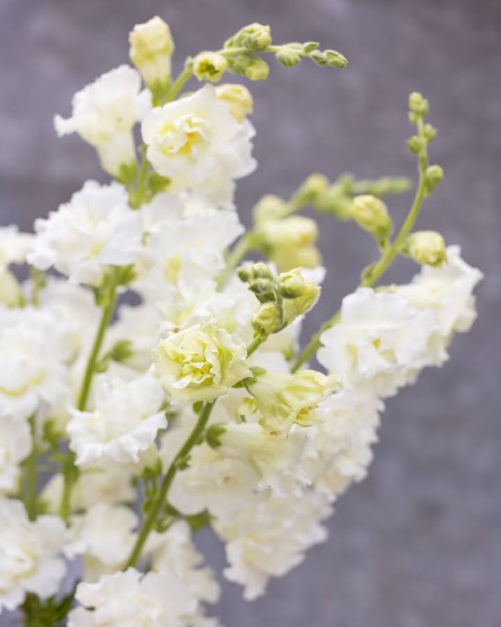 Løvemunn Snapstar White med rene hvite blomster på kraftige stengler