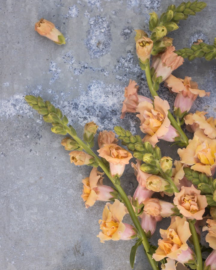 Nærbilde av Løvemunn Snapstar Champagne blomster i kremhvit og lys ferskenfarge