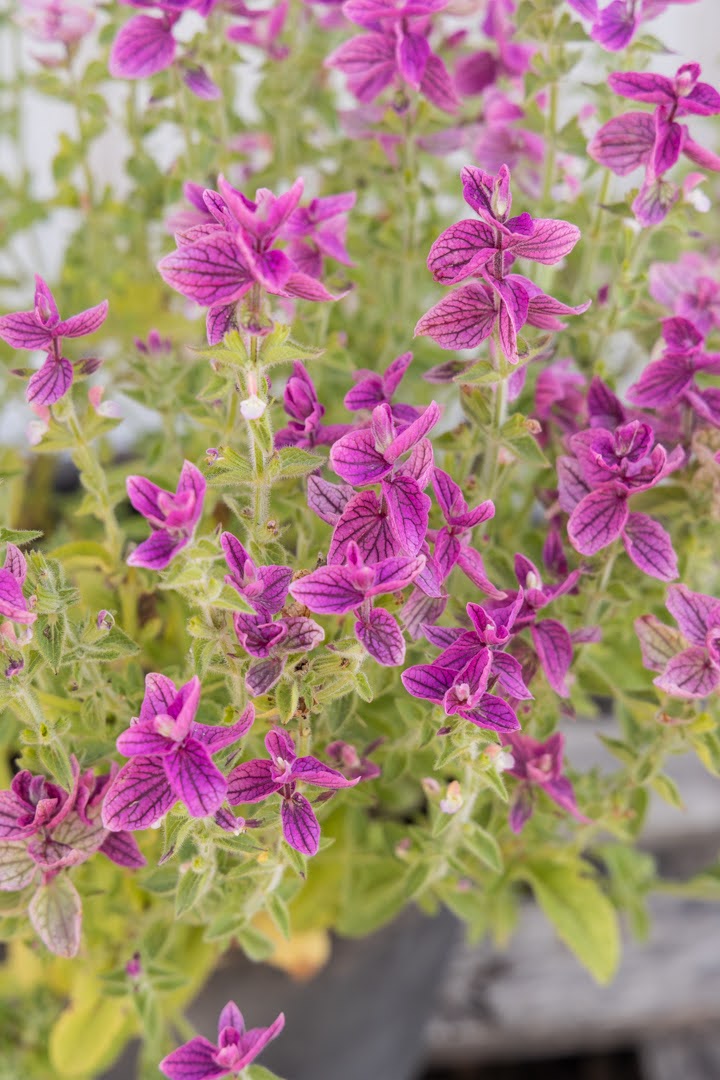 Dusksalvie Say So Rose - ettårig snittblomst med rosa blomster