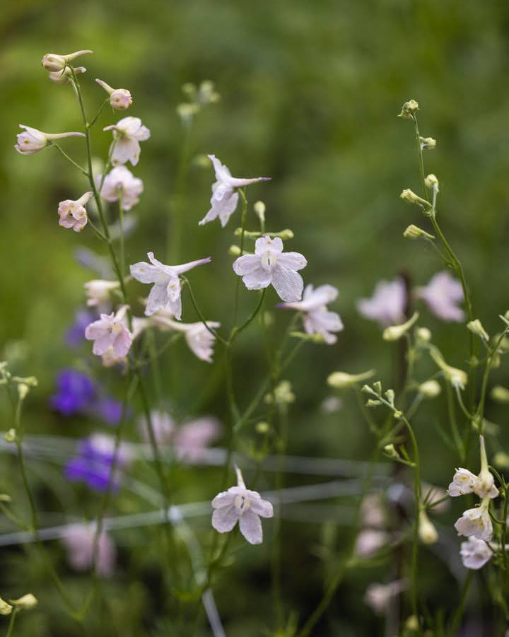 Nærbilde av Ridderspore Rose Butterfly halvfylte blomster i rosa med hvitt senter