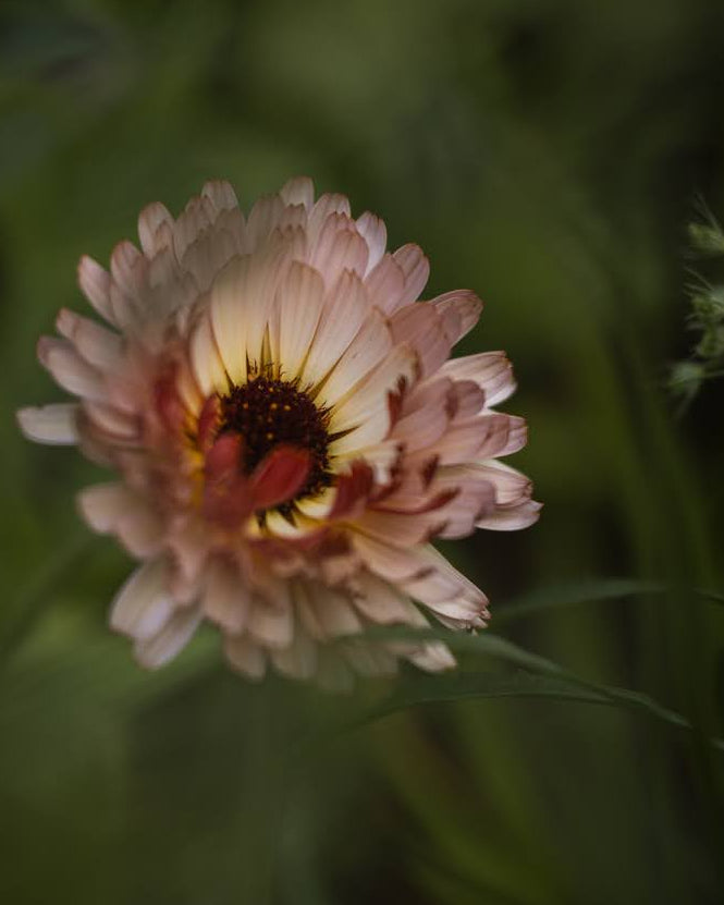 Nærbilde av Ringblomst Pygme Buff doble blomster i buff-toner