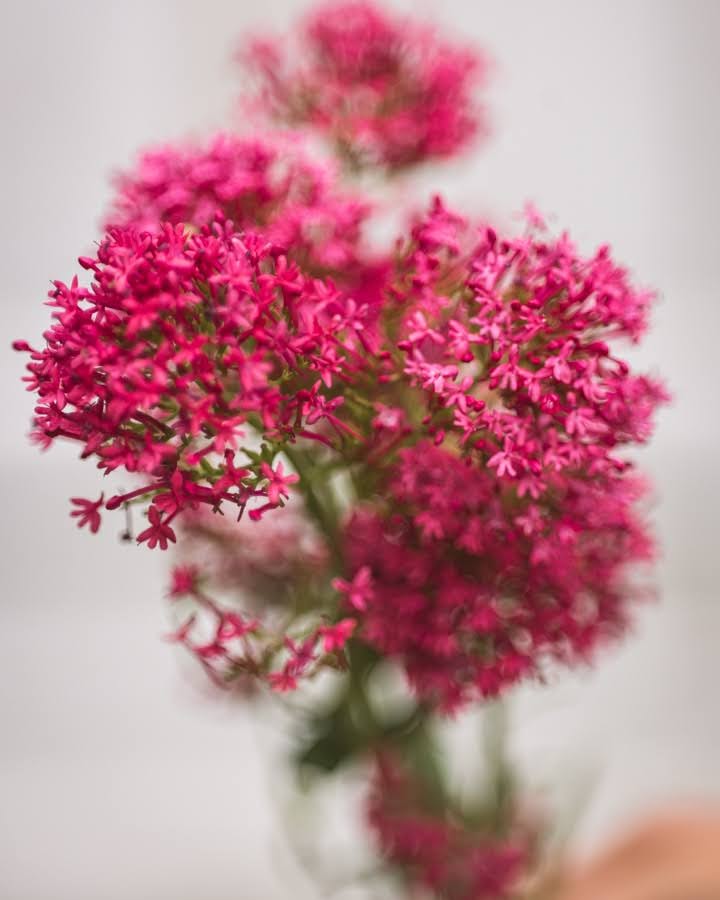 Sporeblom Rosenrot - rosa blomster med lange sporer