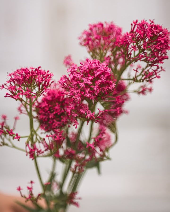 Sporeblom Rosenrot - flerårig snittblomst med rosa blomster