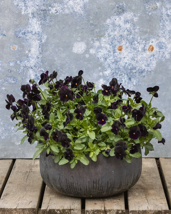 Fiol Black Prince med mørk fiolett-svarte blomster i hagen