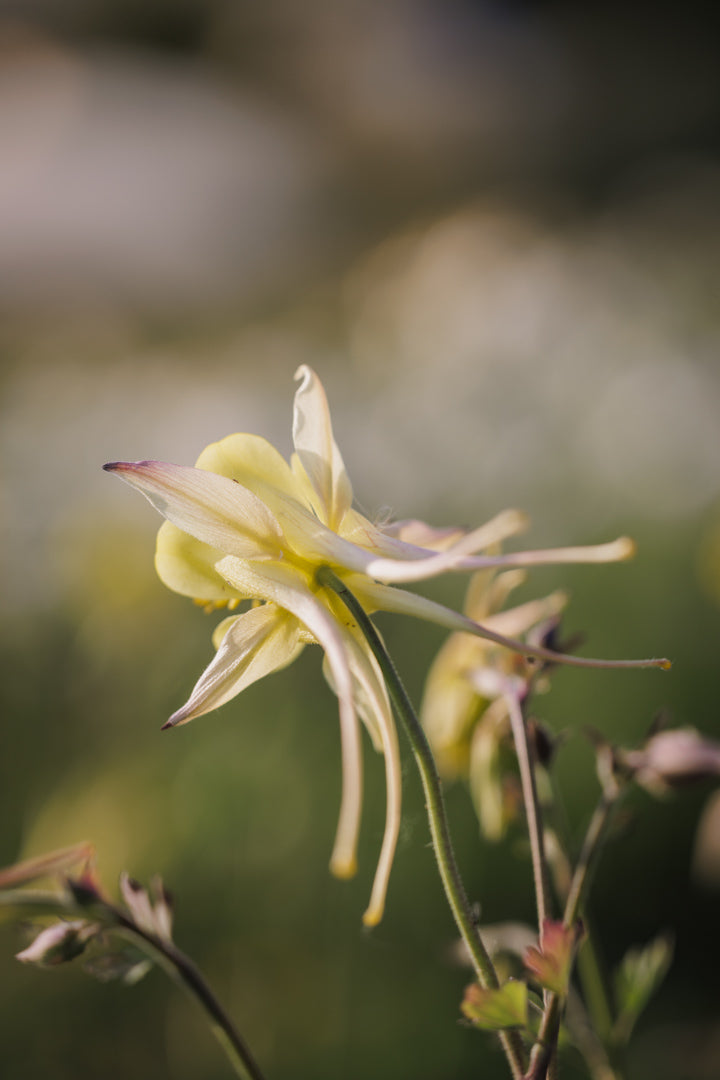 Akeleie – slik sår og dyrker du forsommerens florlette blomst