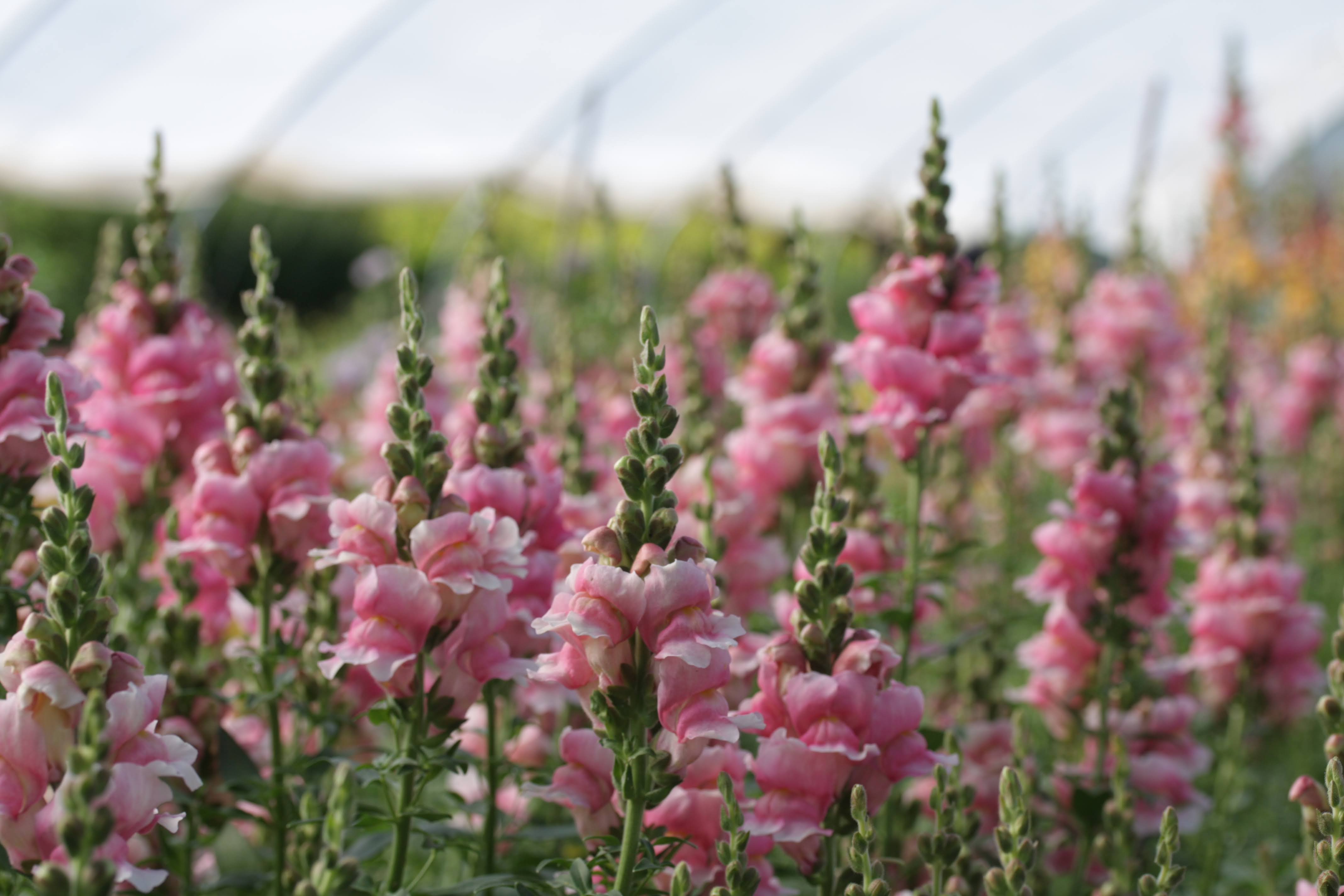 Løvemunn – slik dyrker du en av de beste snittblomstene