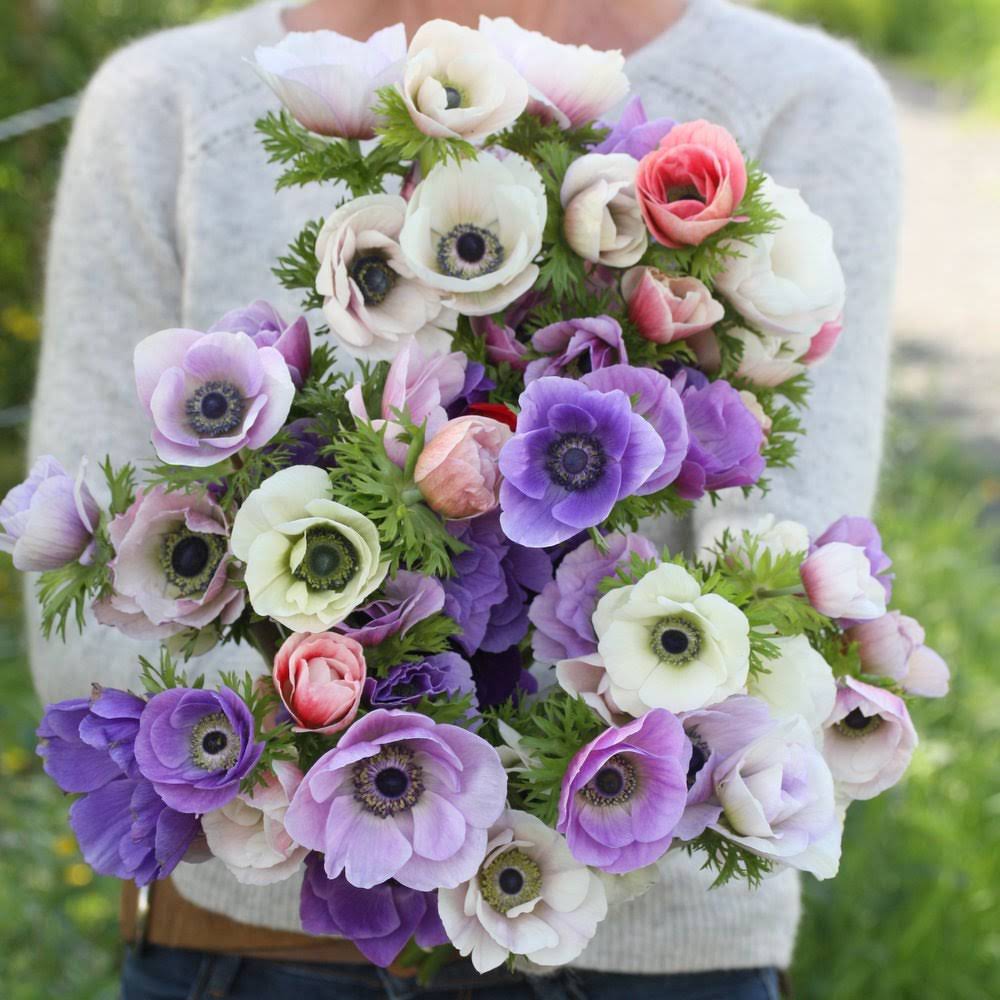 Anemoner – slik dyrker du snittanemoner fra knoll