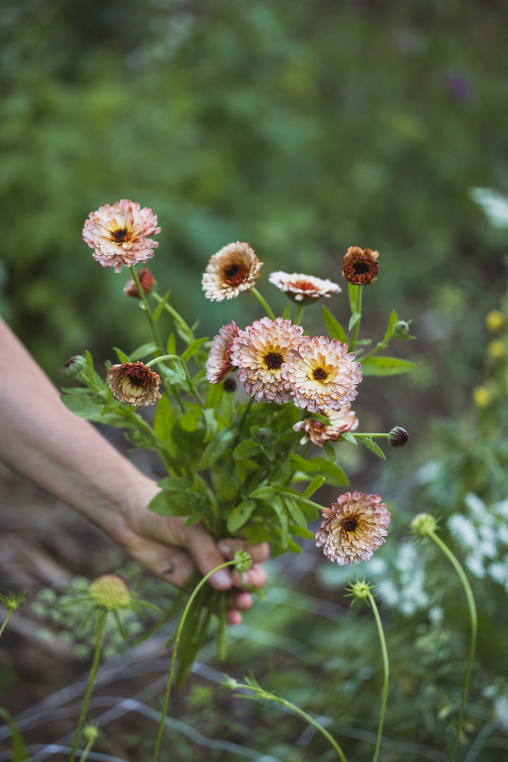 Oransje ringblomster (Calendula officinalis) i full blomst, lettdyrket sommerblomst