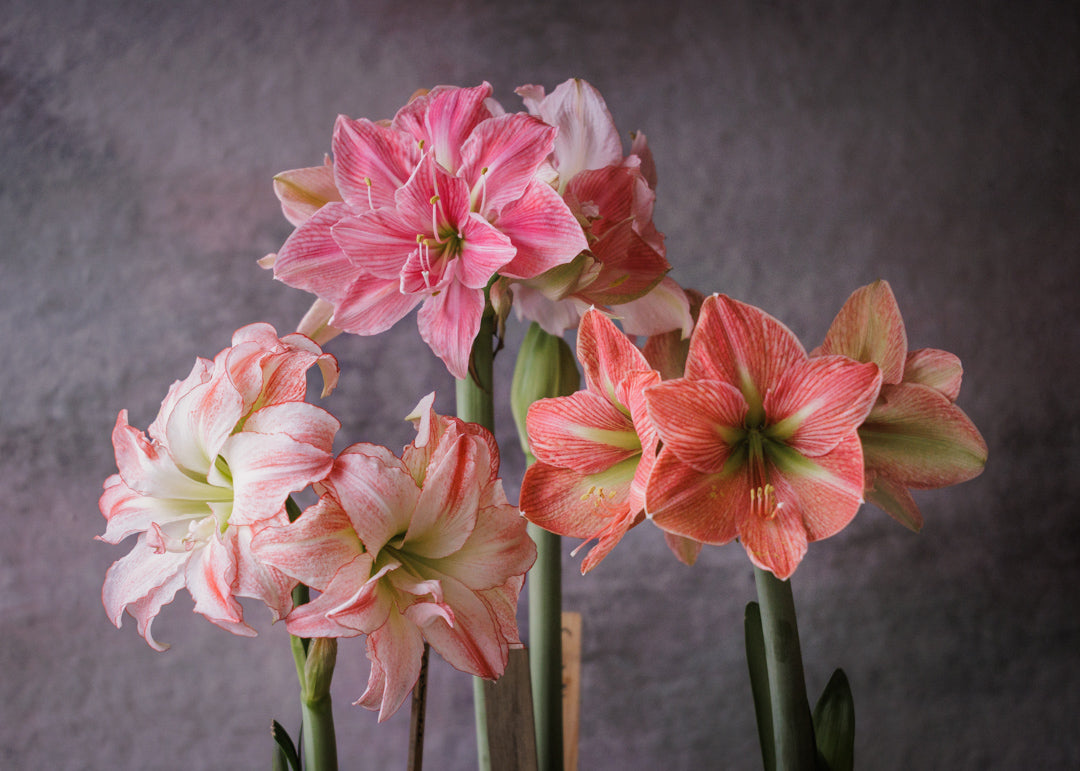 Amaryllis – slik planter og driver du fram løken