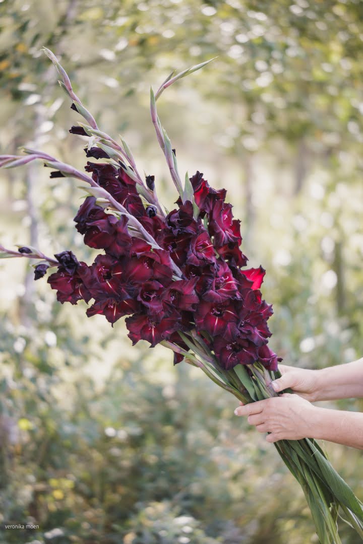 Gladioler – storslåtte blomster vi aldri blir ferdige med