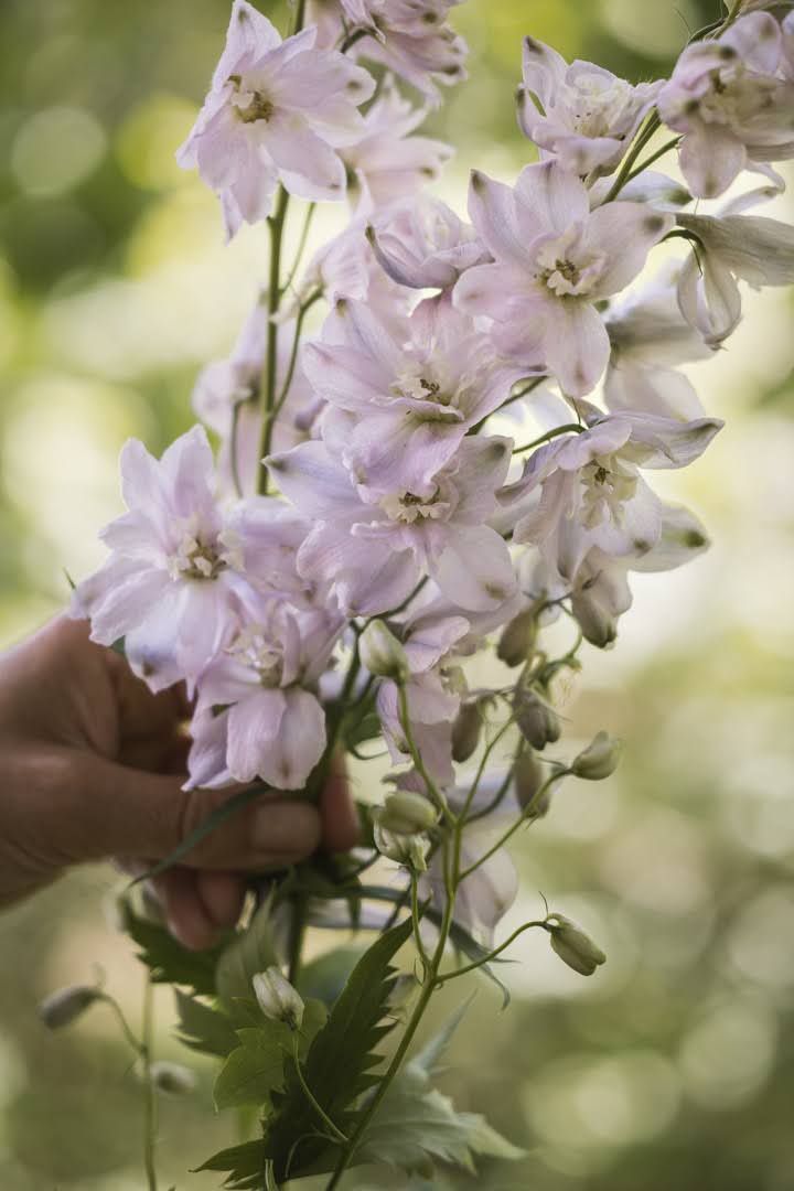 Riddersporer – staselige snittblomster vi dyrker som ettårige