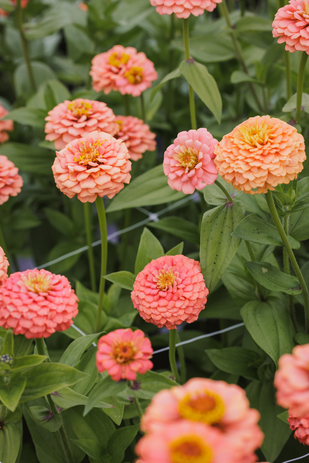 Zinnia – sommerblomsten vi aldri får nok av
