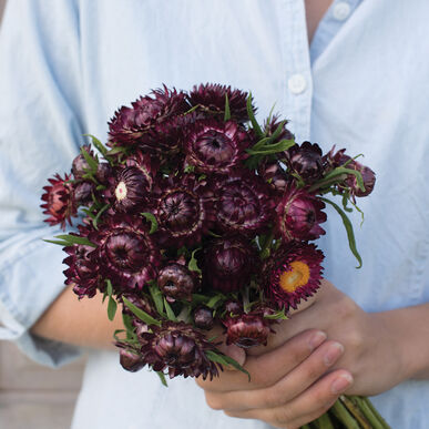03441_01_purple_red