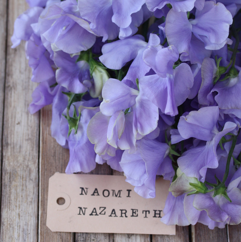 06223_Erteblomst_Anniversary_2