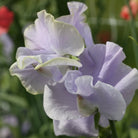 06223_Erteblomst_Anniversary_3