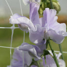 06223_Erteblomst_Anniversary_4