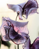 Erteblomst Nimbus blomster - kunstnerisk mønster i blått og hvitt