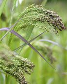 Hirse Violaceum – Panicum violaceum med syregrønne og burgunderfarget aks, snittgress