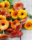 Ringblomst Flashback Mix frø – fargerik blanding av ettårige ringblomster
