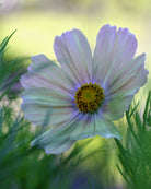 Cosmos Apricot Lemonade frø - ettårig hageblomst